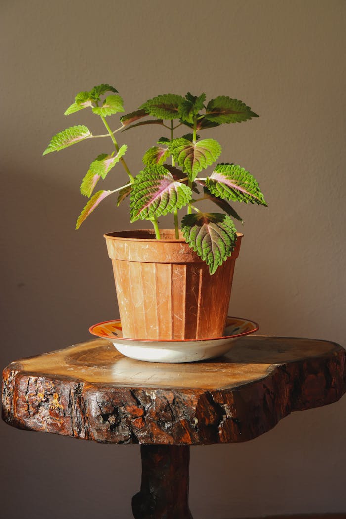 why-choose-us Sunlit potted houseplant on a rustic wooden stand in an indoor setting, showcasing vibrant green foliage.