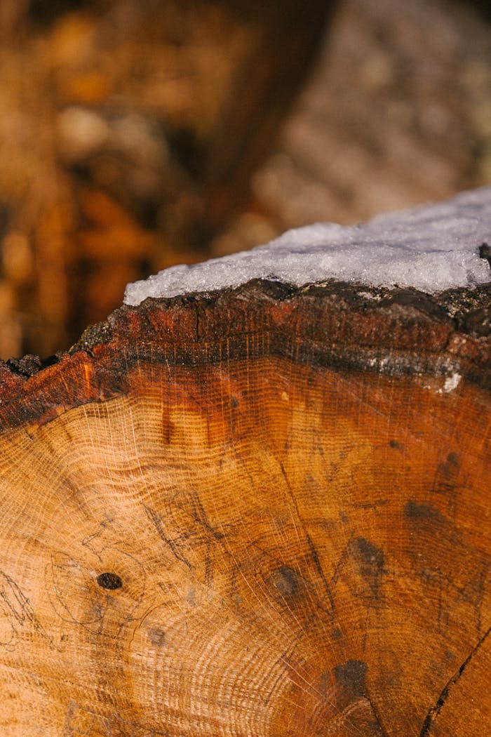 journey Closeup of rough bark of wooden log with cracks in snowy rural land