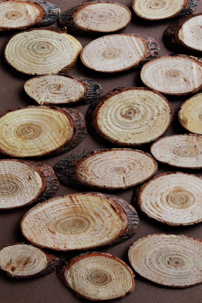 services-01 Detailed view of assorted wood slices showcasing natural grain patterns against a dark surface.